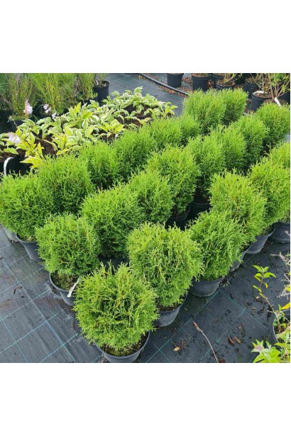 Туя західна Літл Джем - 3л/вис.20-25см/Ø15-20см